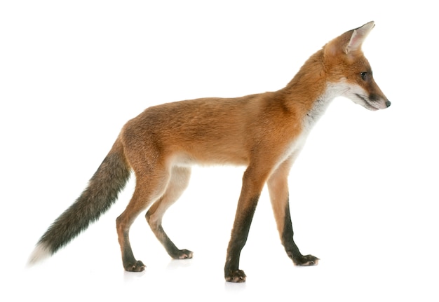 Fuchs Tier