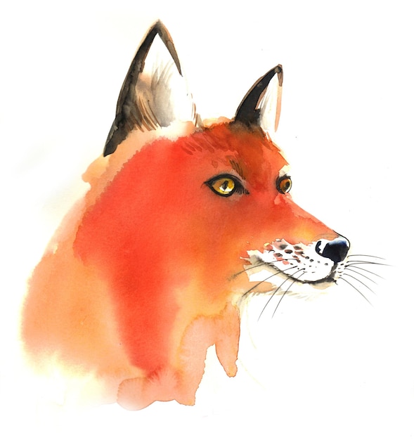 Fuchs Tierkopf. Tusche- und Aquarellzeichnung