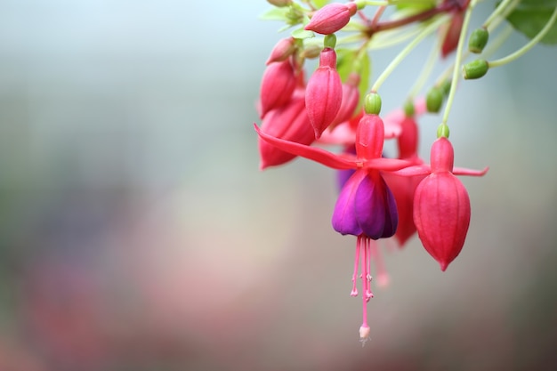 Fuchsia Blumen in Nahaufnahme