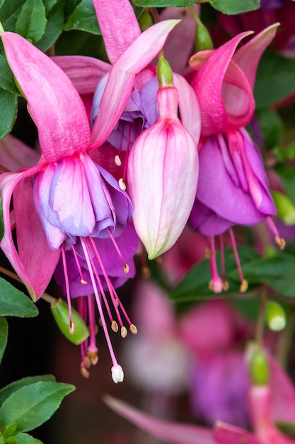 Fuchsia em exibição