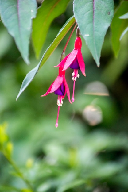 Foto fuchsia y flores violetas de una quiver fuchsia magellanica