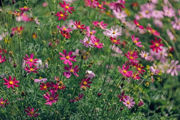 Fuchsia flowers cosmos bipinnatus