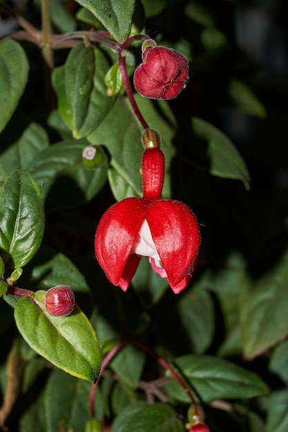 Fuchsia lat Fuchsia blüht im Garten eines Landhauses