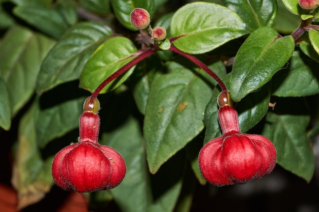 Fuchsia lat Fuchsia florece en el jardín de una casa de campo