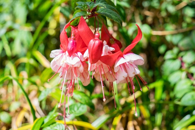 Fuchsia magellanica lila rote Blume hängt herunter