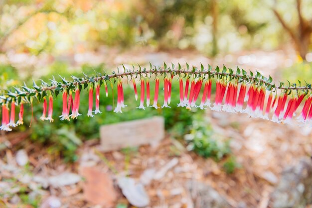 Foto fuchsienheide. epacris longiflora.