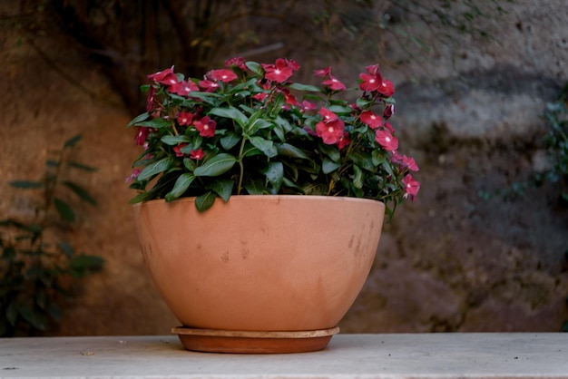 Fuchsienrosa Vier-Uhr-Blume oder Mirabilis Jalapa im Garten