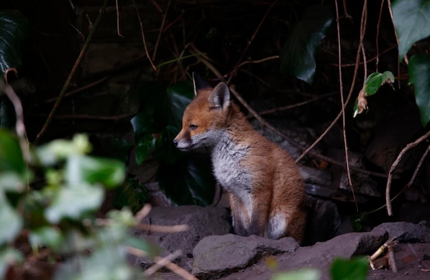 Fuchsjunge, die aus ihrer Höhle in den Garten auftauchen