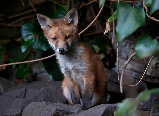 Fuchsjunge, die aus ihrer Höhle in den Garten auftauchen