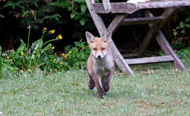 Fuchsjunge erkunden den Garten