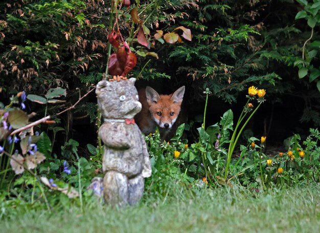 Foto fuchsjunge erkunden den garten