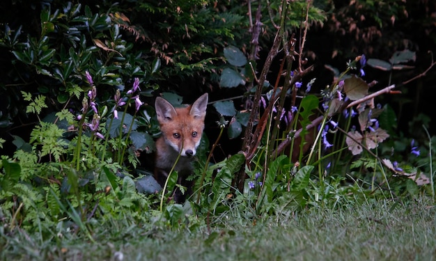 Fuchsjunge erkunden den Garten