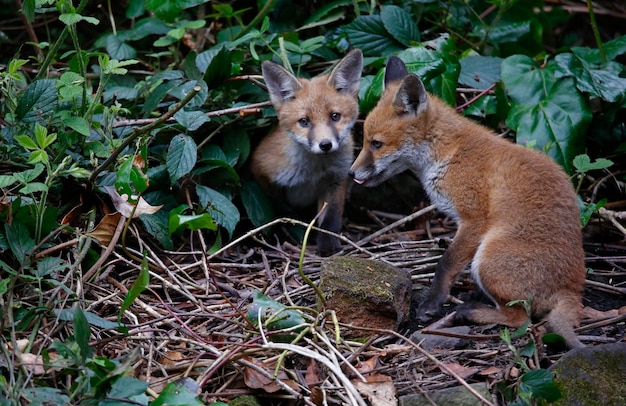 Fuchsjunge spielen im Garten in der Nähe ihrer Höhle