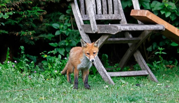 Fuchsjunges, das im Garten erkundet