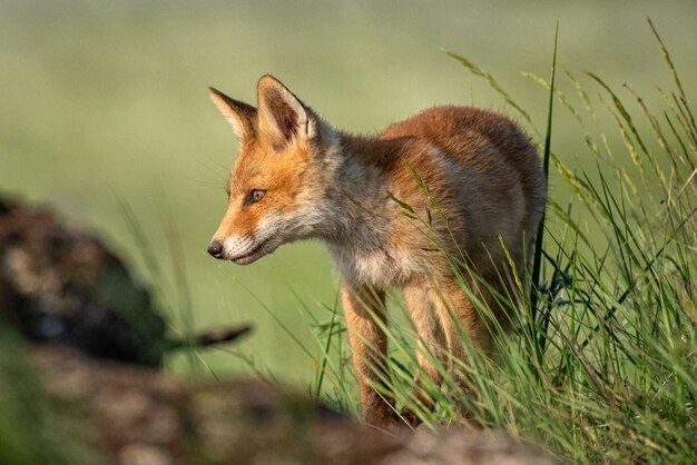 Fuchsjunges. Junger roter Fuchs im Gras nahe seinem Loch.