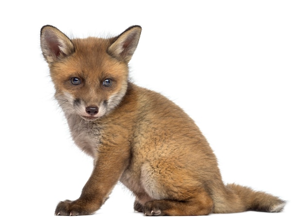 Fuchsjunges sitzt vor einer weißen Wand