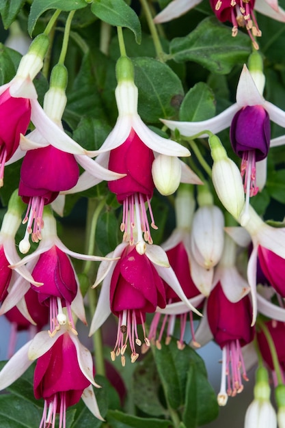 Fúcsia Hermiena em plena floração