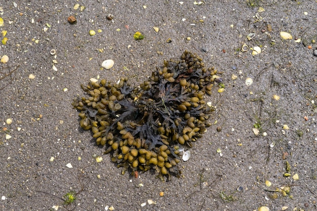 Fucus spiralis Algas marrons na areia da praia Copie o espaço