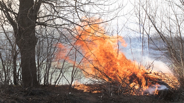 Fuego en las afueras del bosque