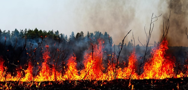 fuego del bosque fuego árbol en la colina llamas rojas ramas de árboles ardientes cubiertas de humo