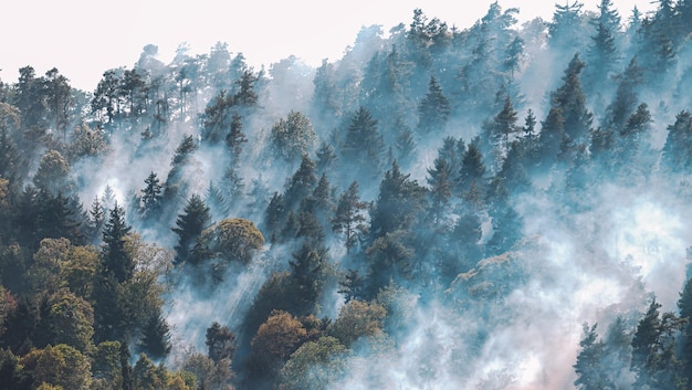 Fuego en el bosque. Fuerte fuego y niebla en el bosque.