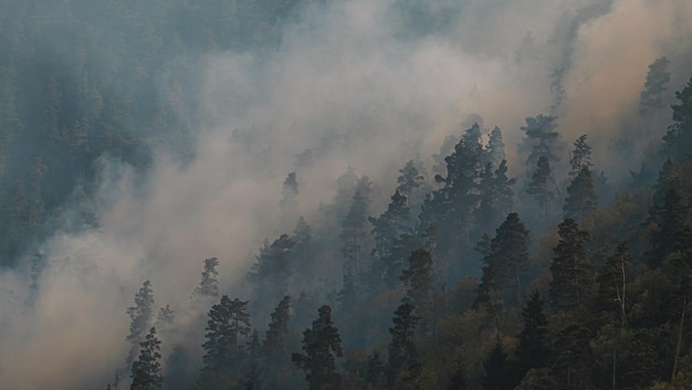 Fuego en el bosque. Fuerte fuego y niebla en el bosque.