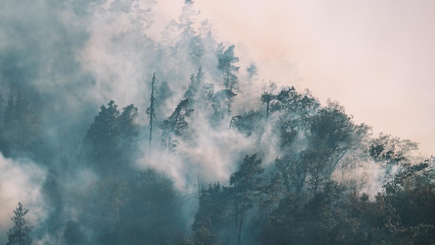 Fuego en el bosque. Fuerte fuego y niebla en el bosque.