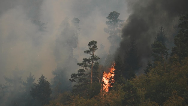 Fuego en el bosque. Fuerte fuego y niebla en el bosque.