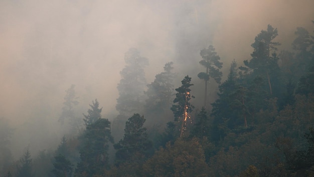 Fuego en el bosque. Fuerte fuego y niebla en el bosque.