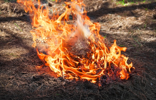 Fuego en un bosque hecho por alguien. Llama para picnic en primavera