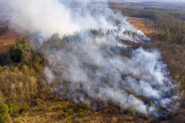 Fuego en el bosque, región de Zhytomyr, Ucrania.