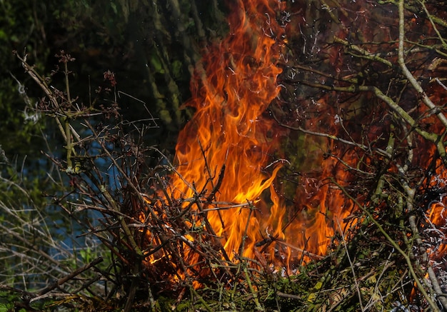 fuego en el bosque