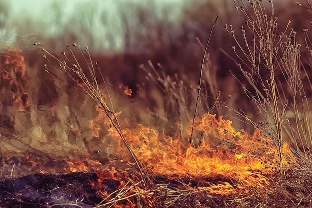 fuego en el campo / fuego en la hierba seca, paja ardiente, elemento, paisaje natural, viento