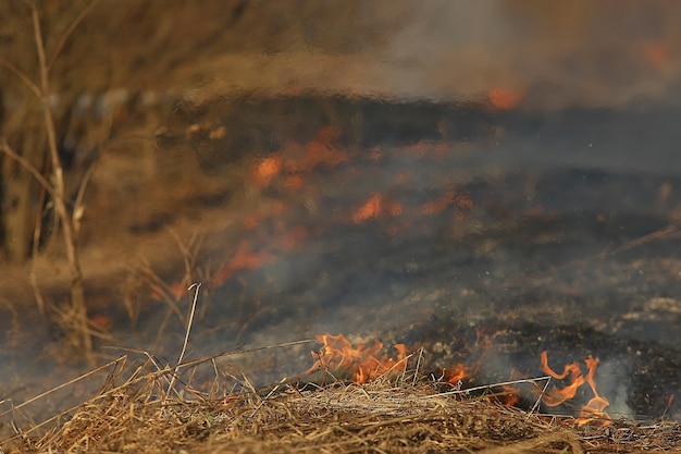 fuego en el campo / fuego en la hierba seca, paja ardiente, elemento, paisaje natural, viento