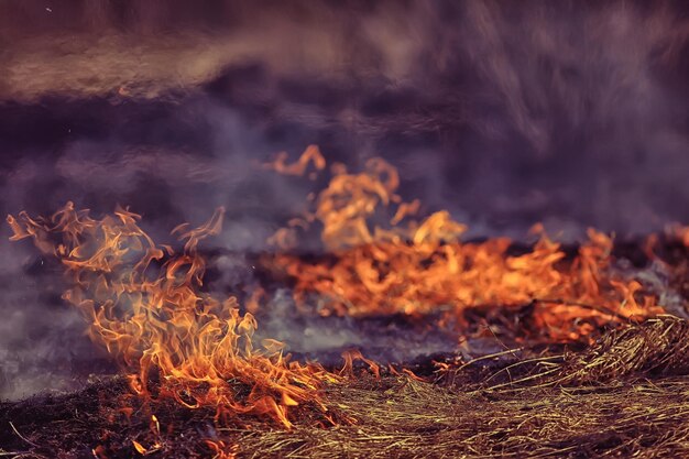 fuego en el campo / fuego en la hierba seca, paja quemada, elemento, paisaje natural, viento