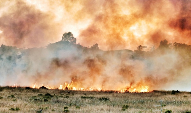 Fuego en un campo