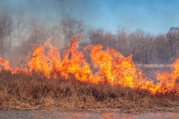 Un fuego fuerte se propaga en ráfagas de viento a través de la hierba seca.