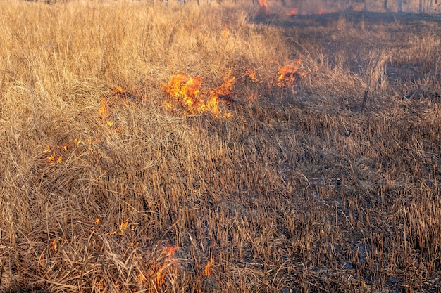 Un fuego fuerte se propaga en ráfagas de viento a través de la hierba seca.