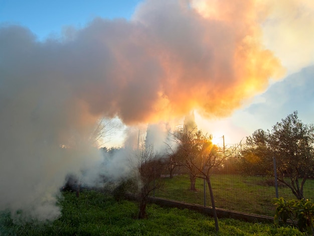 Un fuego con humo en un jardín de olivos en un pueblo griego en la isla de Evia en Grecia