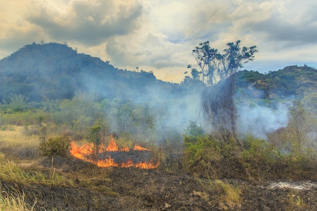 Fuego con mucho humo en el bosque de Tailandia