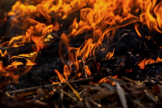 fuego, quema de hierba y árboles pequeños.