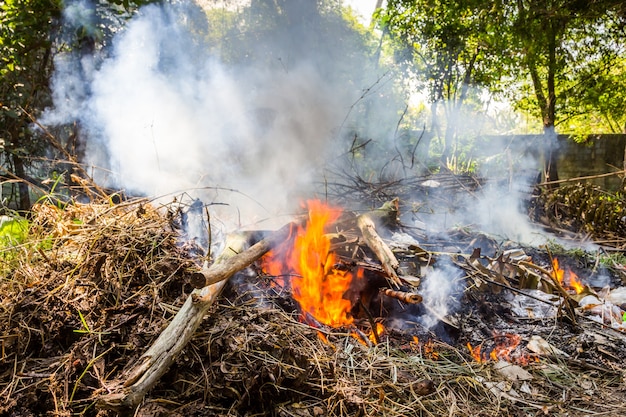 fuego quemando ramas de árboles secos