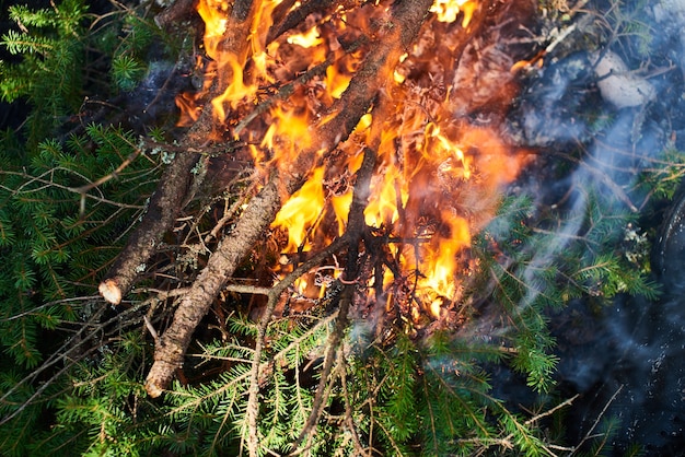 Un fuego de ramas de abeto