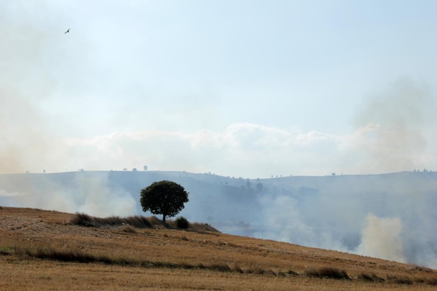 fuego de rastrojo