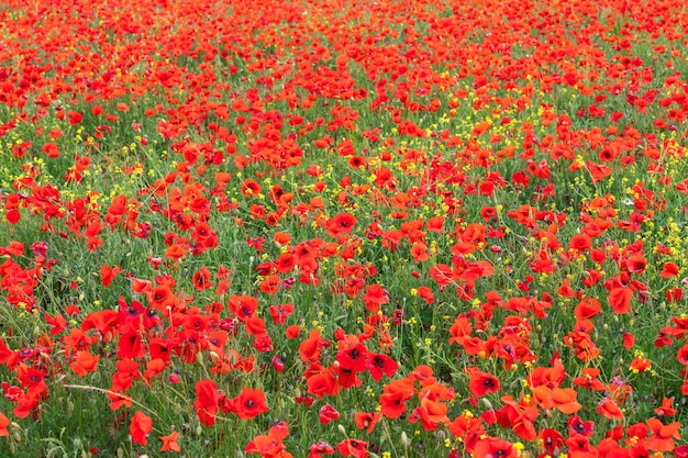 Fuegos artificiales rojos y amarillos de amapolas y flores silvestres amarillas en la Toscana