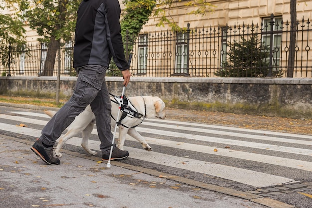 Führhunde helfen einem sehbehinderten Mann, die Straße am Fußgängerübergang zu überqueren