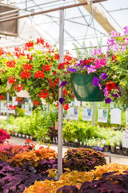 Fülle von bunten Blumen im Gartencenter im Frühsommer.