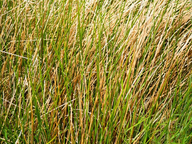 Fülle von Gras auf dem Feld