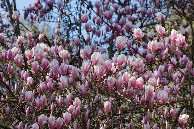 Fülle von rosa Blüten der chinesischen Magnolie oder Schüssel Magnolia x soulangeana Frühjahr natürlicher blumiger rosa Hintergrund
