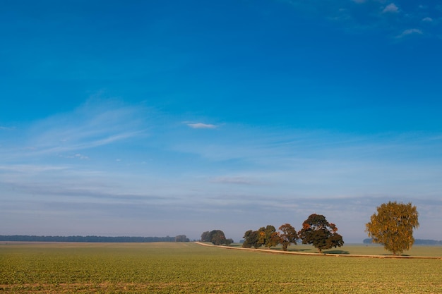 Fünf bunte Herbstbäume Landschaft Herbstsaison